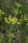 Wild parsnip